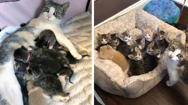 Gata callejera adoptó a una camada de gatitos y los cría junto a los suyos