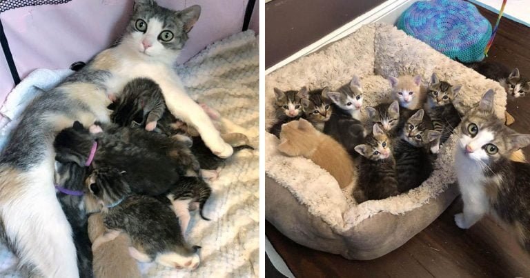 Gata callejera adoptó a una camada de gatitos y los cría junto a los suyos