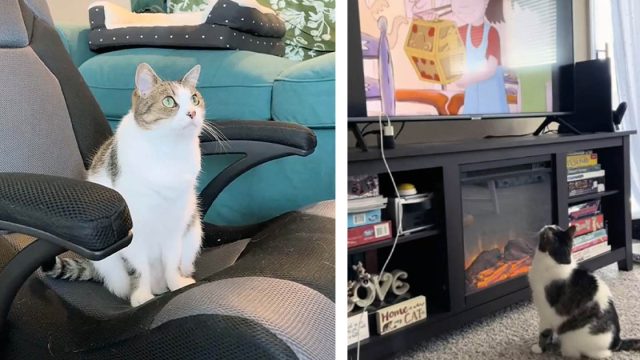 Gata espera pacientemente todas las mañanas a que mamá ponga sus dibujos animados