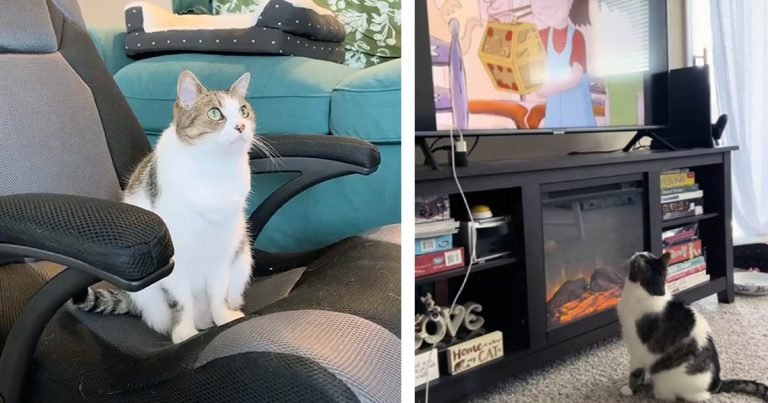 Gata espera pacientemente todas las mañanas a que mamá ponga sus dibujos animados