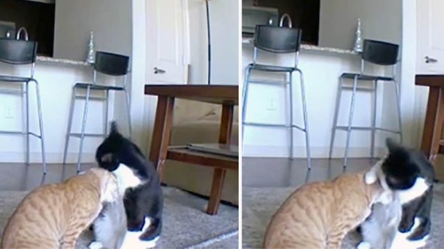 Gato es captado en cámara consolando a su hermano ansioso mientras mamá no está