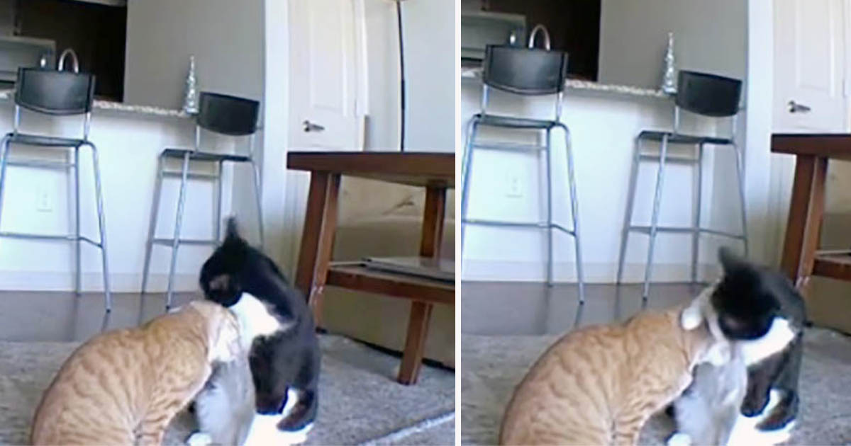 Gato es captado en cámara consolando a su hermano ansioso mientras mamá no está