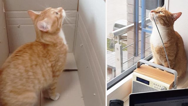 La siesta de la tarde de un gato en una caja de cartón no sale según lo planeado