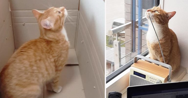 La siesta de la tarde de una gata en una caja de cartón no sale según lo planeado