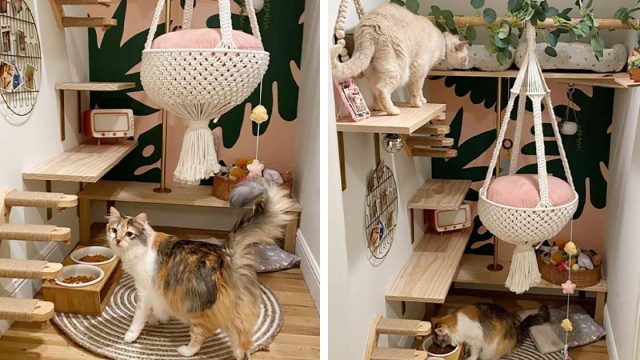 Mujer transforma el armario debajo de las escaleras en una elegante sala para sus gatos