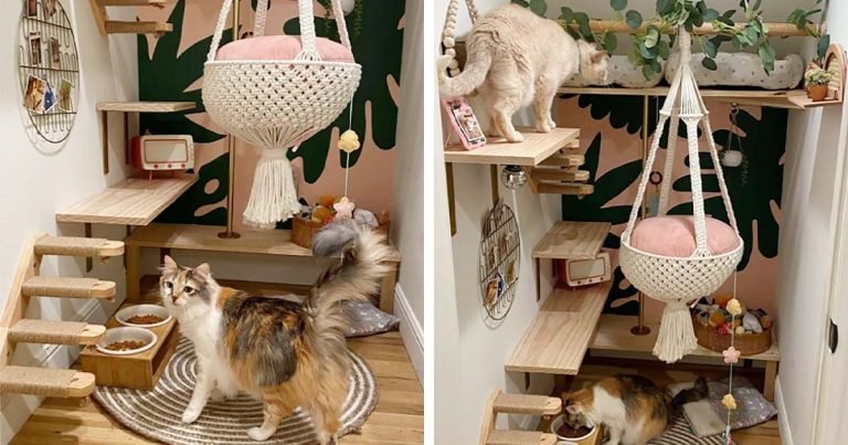 Mujer transforma el armario debajo de las escaleras en una elegante sala para sus gatos