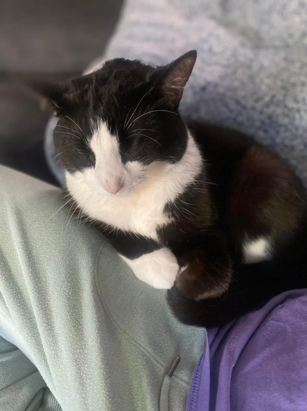 Adorable gatita de esmoquin