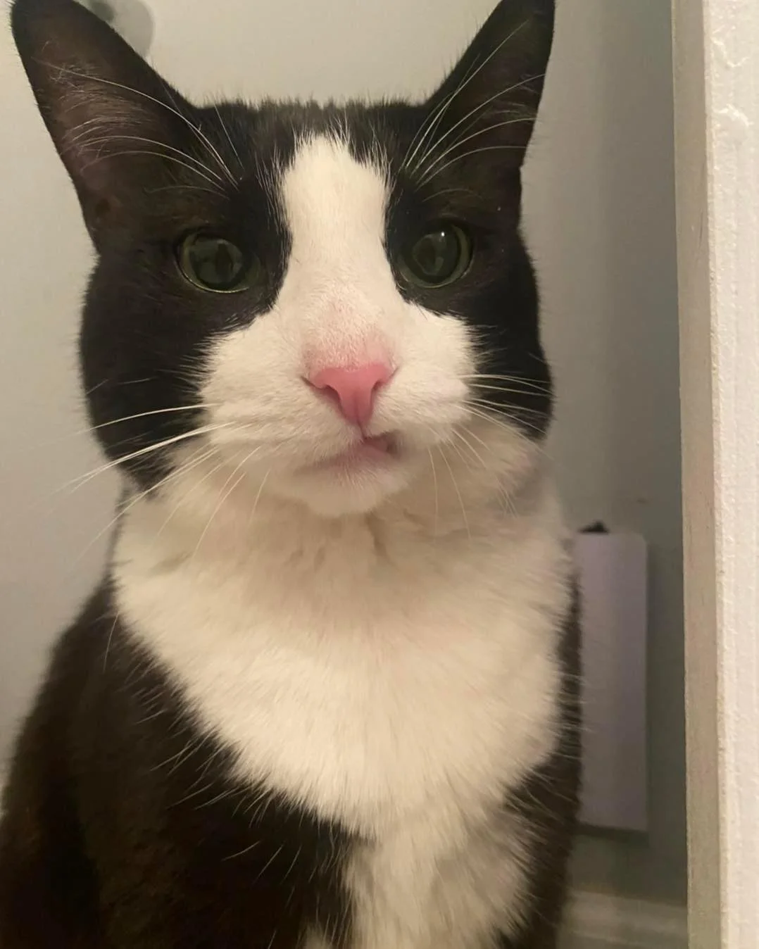 Adorable gatita de refugio