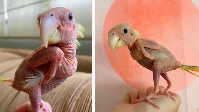 Agapornis que perdió casi todas sus plumas debido a una enfermedad, sigue disfrutando de su vida