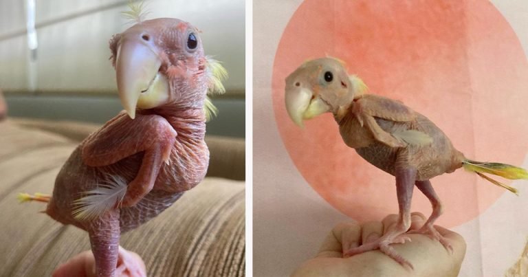 Agapornis que perdió casi todas sus plumas debido a una enfermedad, sigue disfrutando de su vida