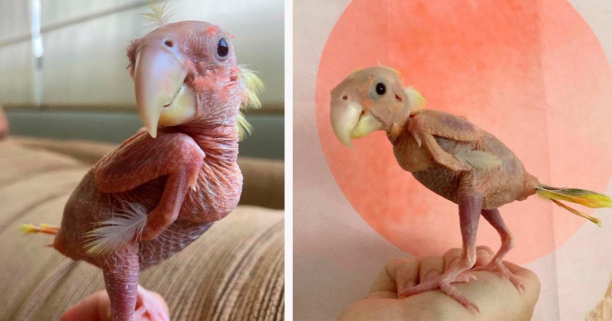 Agapornis que perdió casi todas sus plumas debido a una enfermedad, sigue disfrutando de su vida