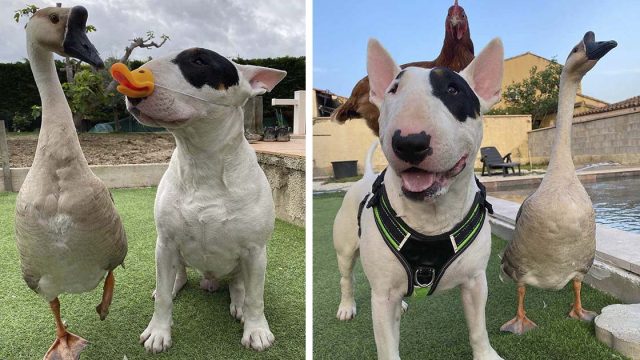 Ganso rescatado piensa que un Bull Terrier es su mamá
