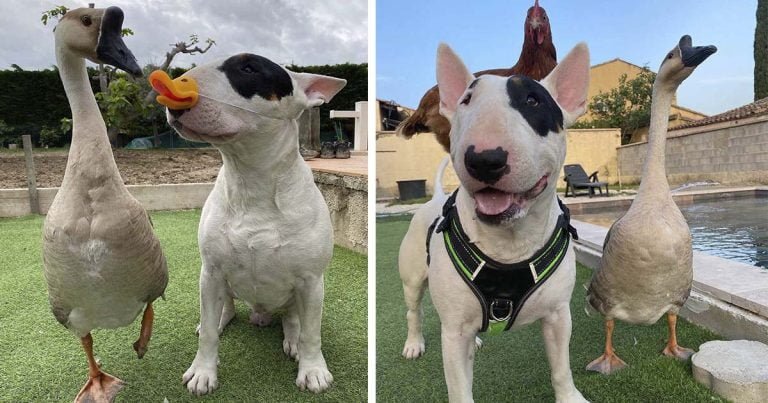 Gansa rescatada forma la más dulce e improbable amistad con un bull terrier