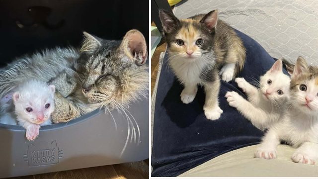 Gata ciega callejera estaba decidida a encontrar un hogar para ella y sus gatitos