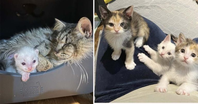 Gata ciega callejera estaba decidida a encontrar un hogar para ella y sus gatitos