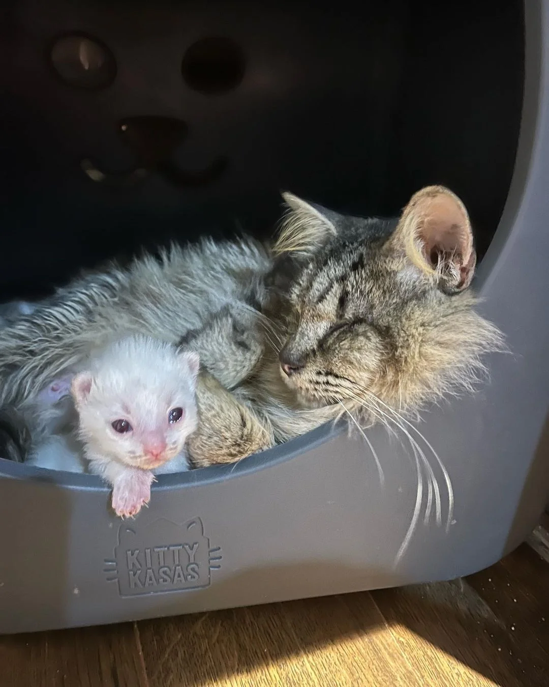 Gata ciega y su bebé