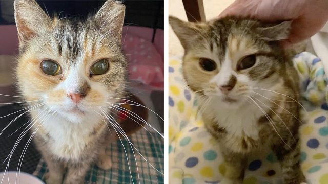 Gata que vivió en la calle toda su vida es rescatada por un hombre que descubre que es ciega