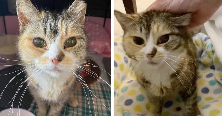 Gata que vivió en la calle toda su vida es rescatada por un hombre que descubre que es ciega