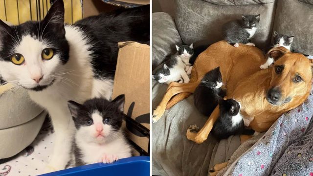 Gata recibe ayuda de su amiga perrita para criar a sus 7 gatitos mientras aprende a confiar