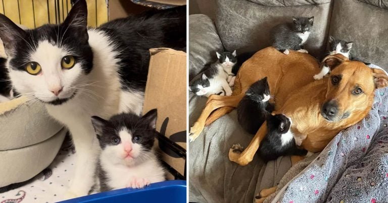 Gata recibe ayuda de su amiga perrita para criar a sus 7 gatitos mientras aprende a confiar