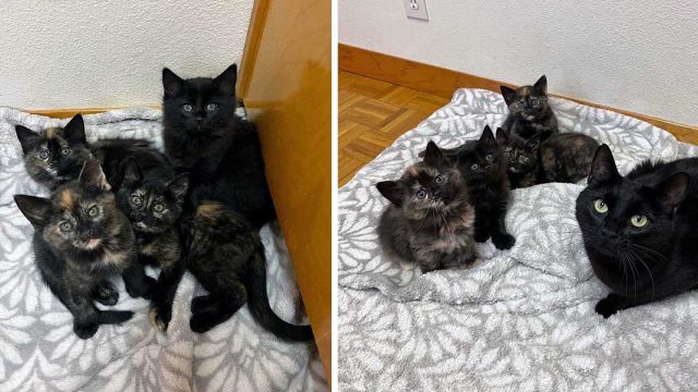 Gata ronronea sin parar cuando encuentra un hogar tranquilo para ella y sus gatitos