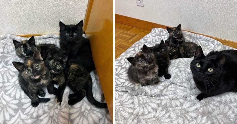 Gata ronronea sin parar cuando encuentra un hogar tranquilo para ella y sus gatitos