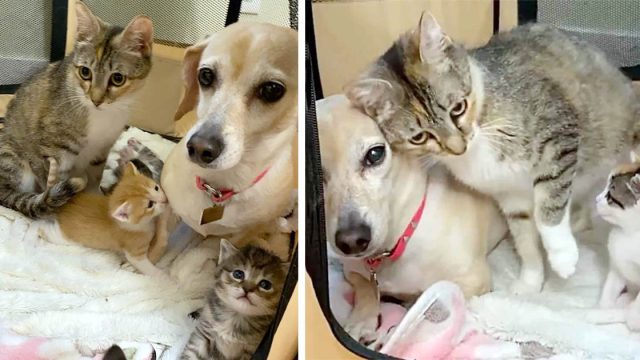 Gata se hace amiga de una perrita que decide ayudar a cuidar a sus gatitos