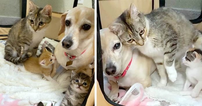Gata se hace amiga de una perrita que decide ayudar a cuidar a sus gatitos