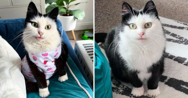Gatita con necesidades especiales y rostro adorable tiene la más hermosa personalidad