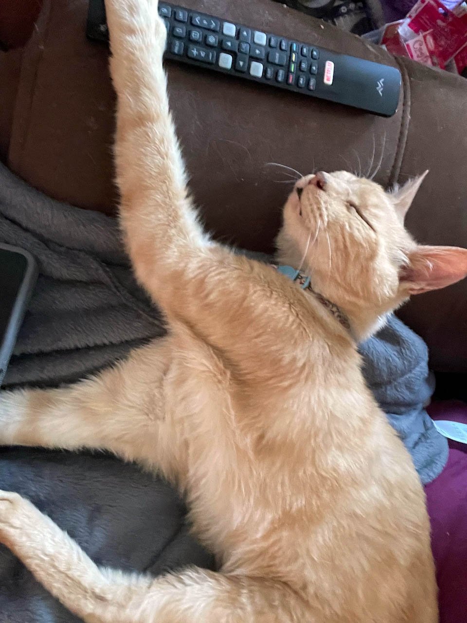 Gato de 14 años está tan feliz de recibir cariño de nuevo que se convierte en un gato mimado 4 Gatito anaranjado duerme en el sofá