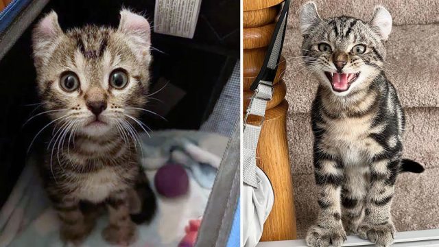 Gatito con patas grandes se aferra a la mujer que le dio un hogar