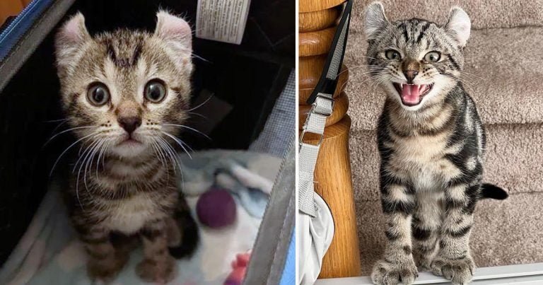 Gatito con patas grandes se aferra a la mujer que le dio un hogar