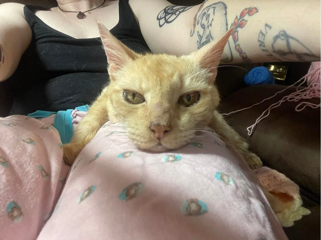 Gato de 14 años está tan feliz de recibir cariño de nuevo que se convierte en un gato mimado 1 Gatito naranja
