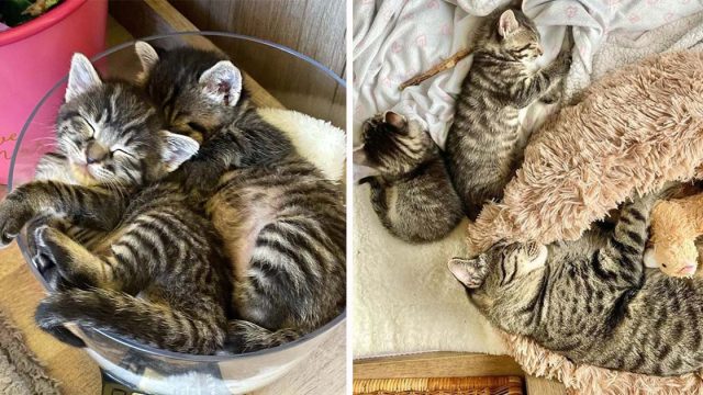 Gatitos gemelos que necesitaban una madre, encuentran a una gata cariñosa que ayuda a cuidarlos