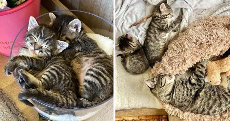 Gatitos gemelos que necesitaban una madre, encuentran a una gata cariñosa que ayuda a cuidarlos