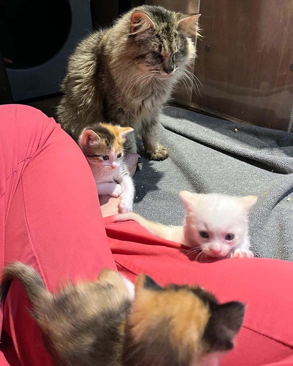 Gatitos rescatados