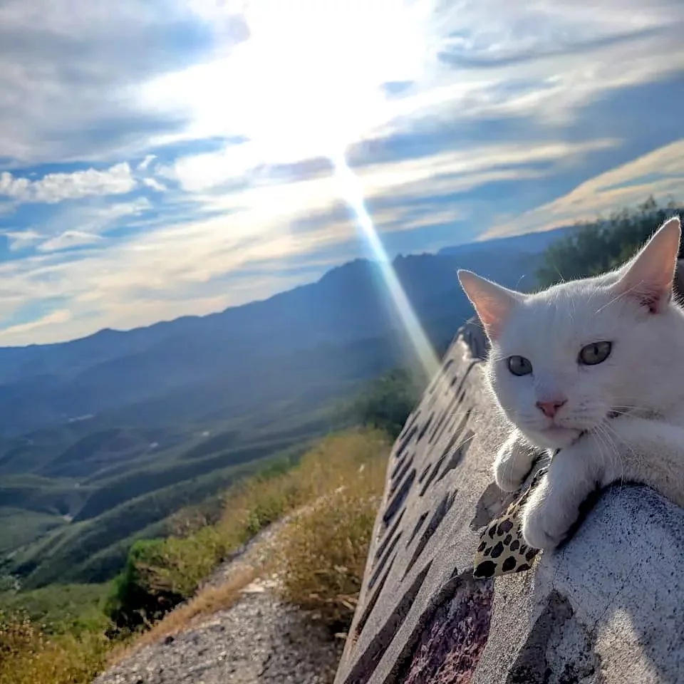 Gato blanco en la montaña