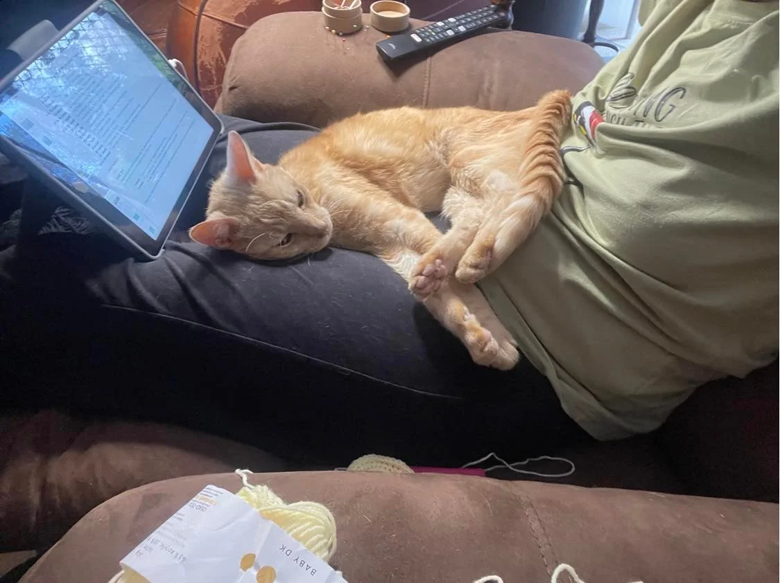 Gato de 14 años está tan feliz de recibir cariño de nuevo que se convierte en un gato mimado 3 Gato de 14 años está feliz de que lo mimen de nuevo