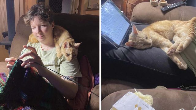 Gato de 14 años está tan feliz de que lo mimen de nuevo que se convierte en un gato mimado