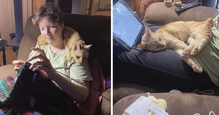Gato de 14 años está tan feliz de recibir cariño de nuevo que se convierte en un gato mimado