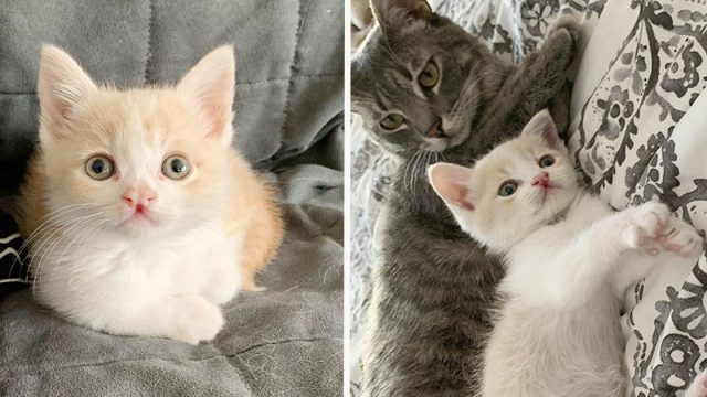 Gato escucha llorar a un gatito necesitado y no duda en ayudar a criarlo