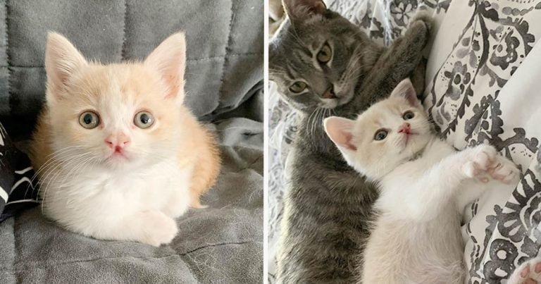 Gato escucha llorar a un gatito necesitado y no duda en ayudar a criarlo