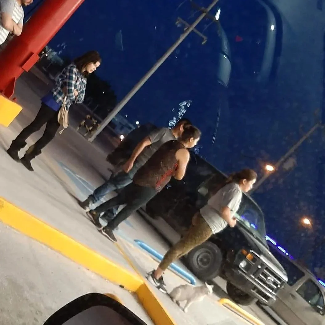 Gato que visitaba una tienda en para pedir comida