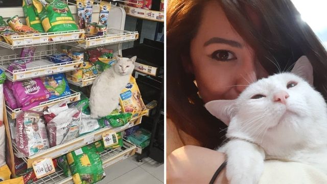 Gato visitaba tienda pedir comida gana corazón mujer