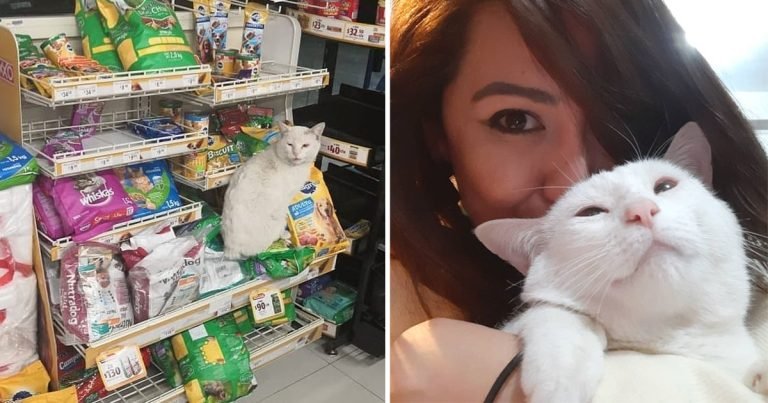 Gato que visitaba una tienda para pedir comida a la gente se roba el corazón de esta mujer
