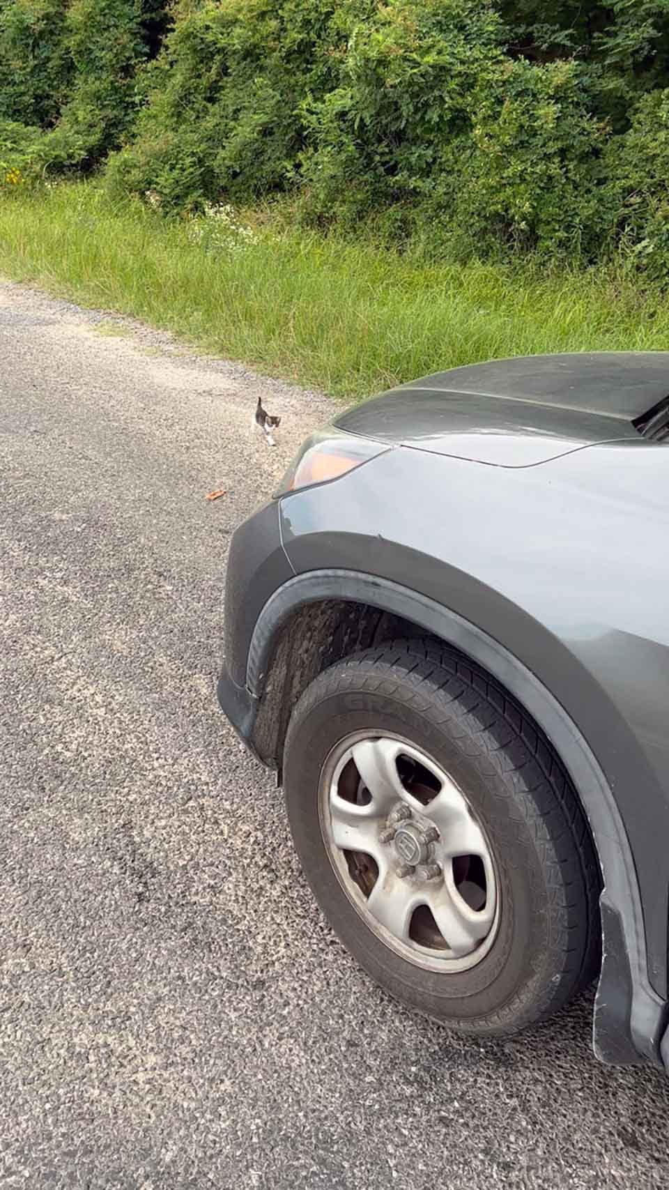 Hombre se detiene para rescatar a un gatito pero es emboscado por un grupo de ellos 1 Hombre emboscado por gatitos cuando se detiene a rescatar a uno