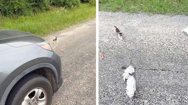 Hombre es emboscado por gatitos cuando se detiene para rescatar a uno en el camino