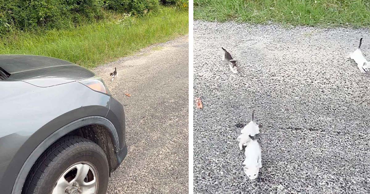 Hombre es emboscado por gatitos cuando se detiene para rescatar a uno en el camino