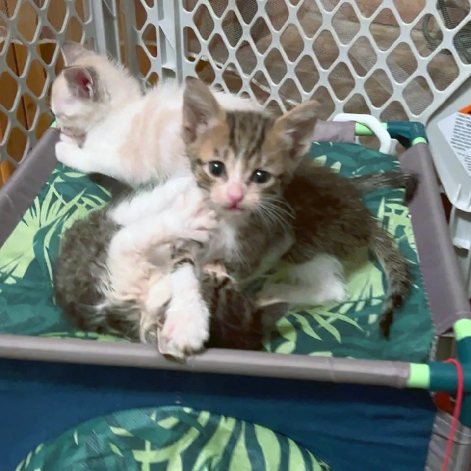 Hombre es emboscado por gatitos