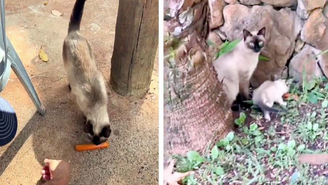 Hombre se sorprende al descubrir que la gata sin hogar tomó la comida que él le había dado para sus gatitos